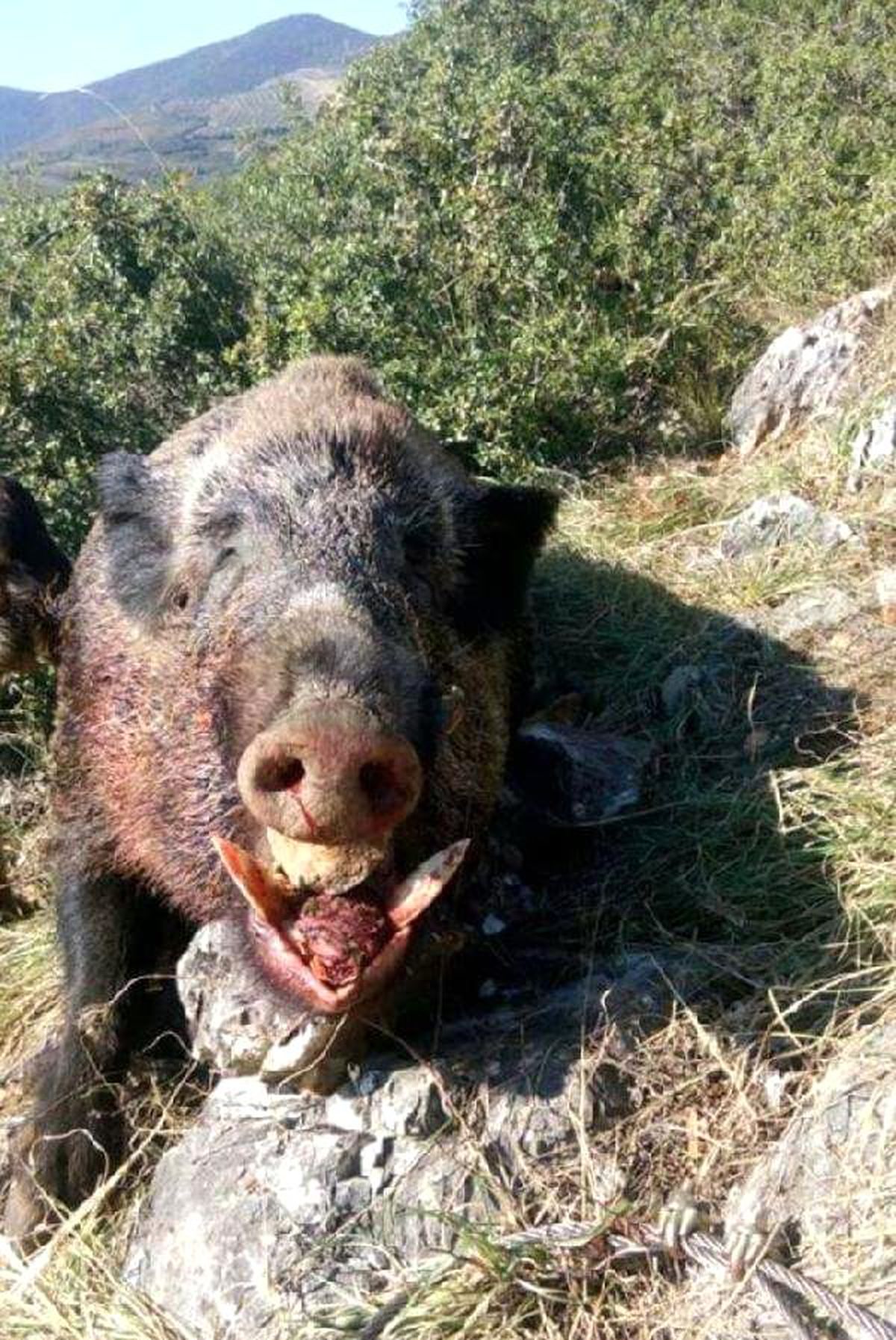 Bursa'da 150 Kiloluk Domuz Avlandı