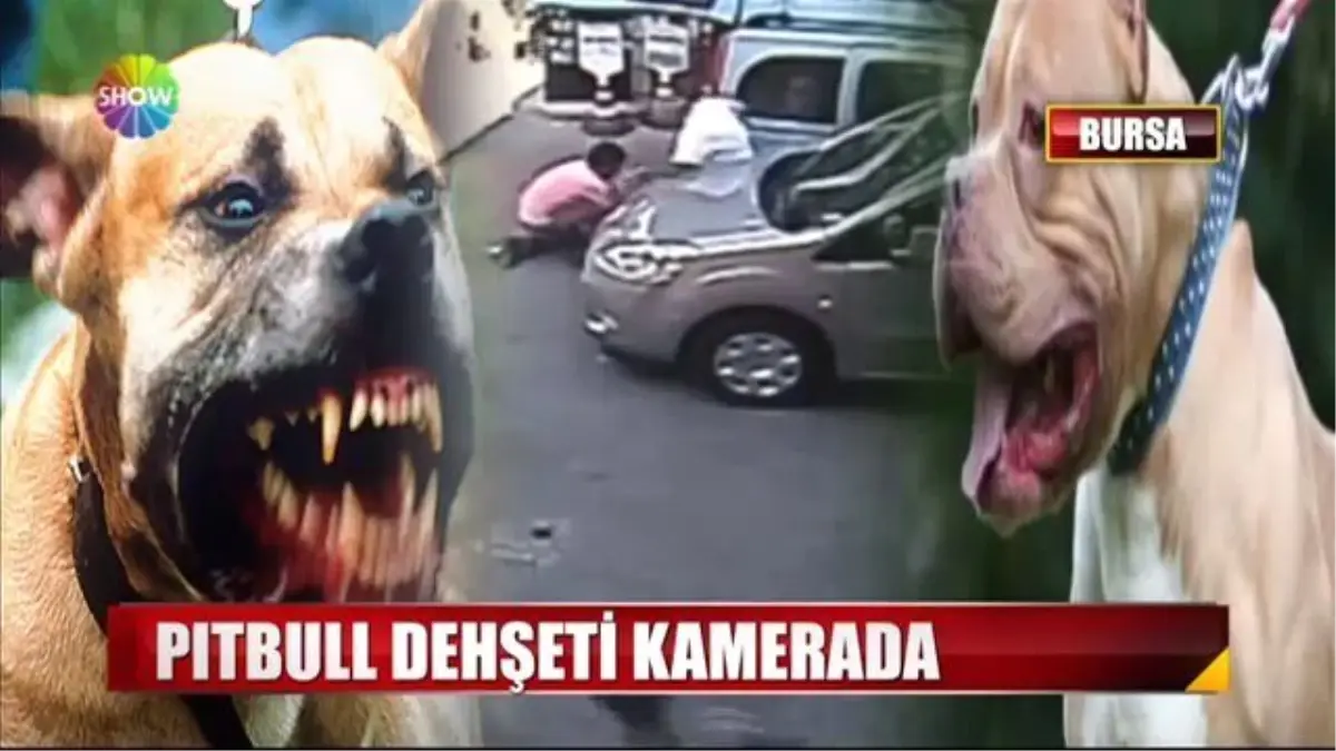 Yol Kenarında Beklerken 2 Pitbul\'un Saldırısına Uğradı