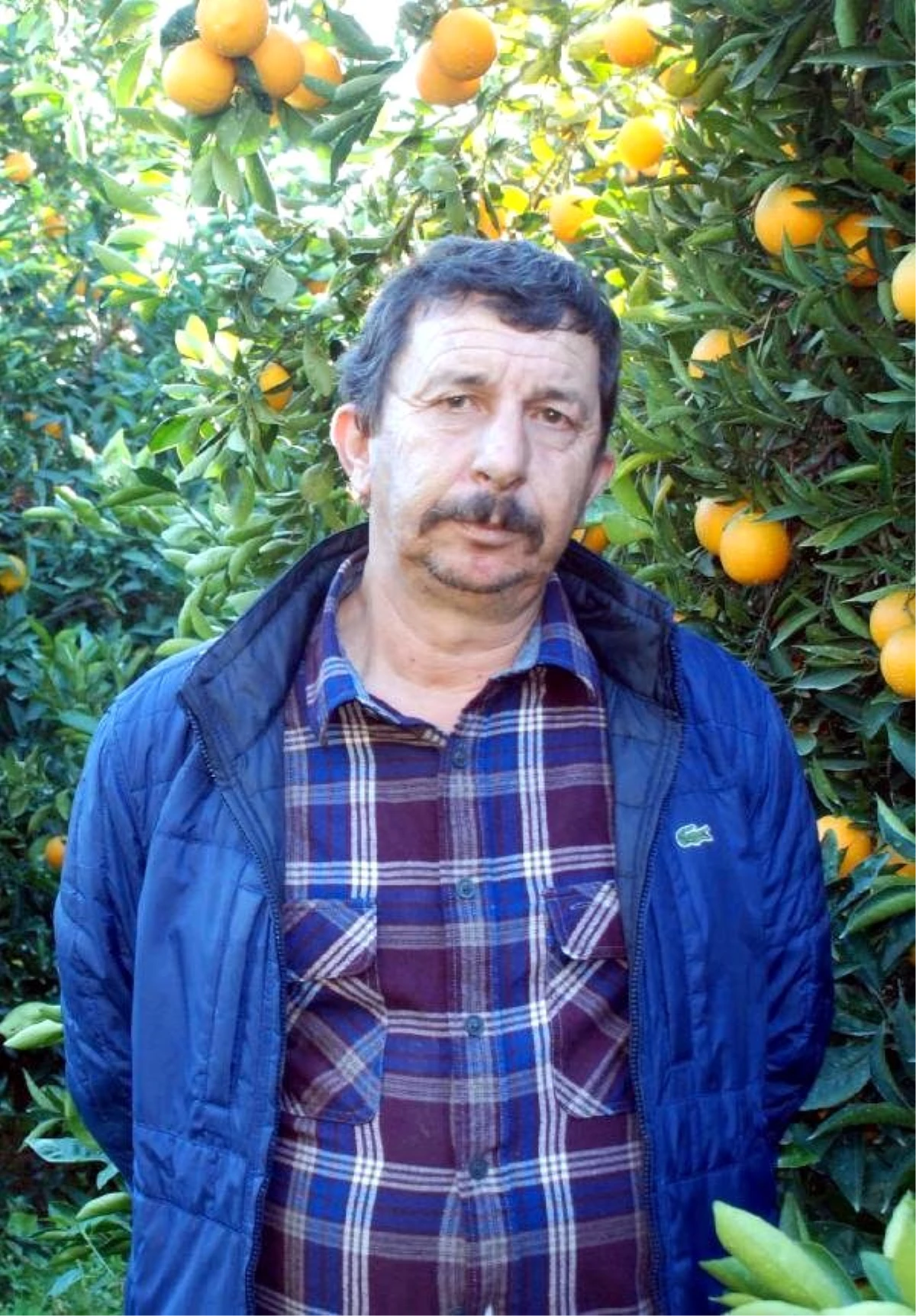Portakal Üreticisi Tedirgin