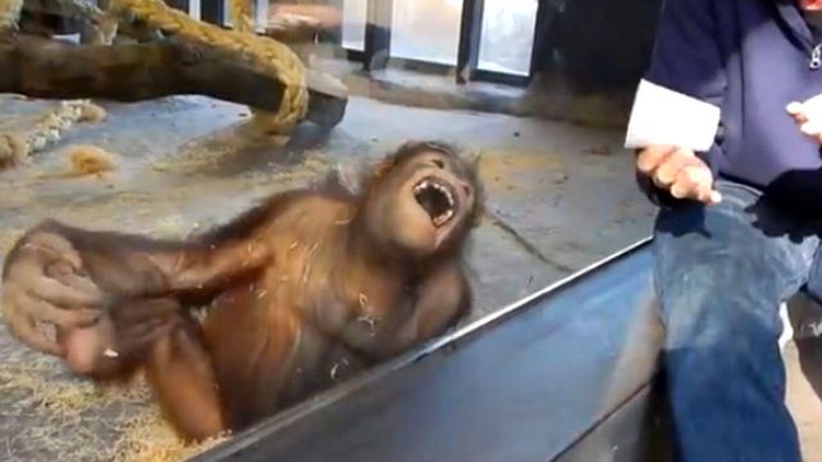 Sihir Numarası Orangutanı Kahkaha Krizine Soktu