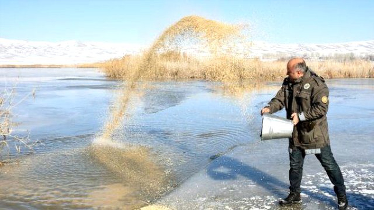Yaban Hayvanları İçin Sazlıklara Yem Bırakıldı