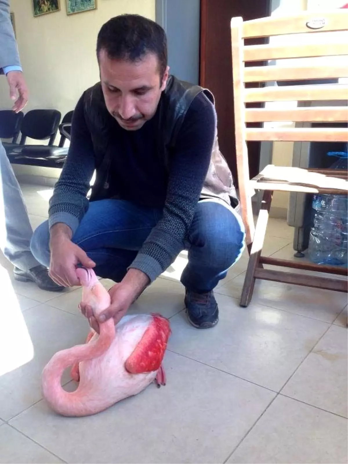 Yaralı Flamingo Tedaviye Alındı