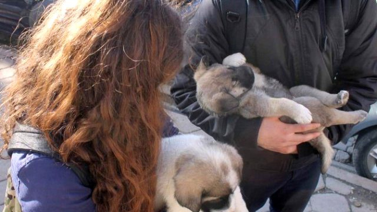 Yavru Köpeklere Öğrenciler Sahip Çıktı