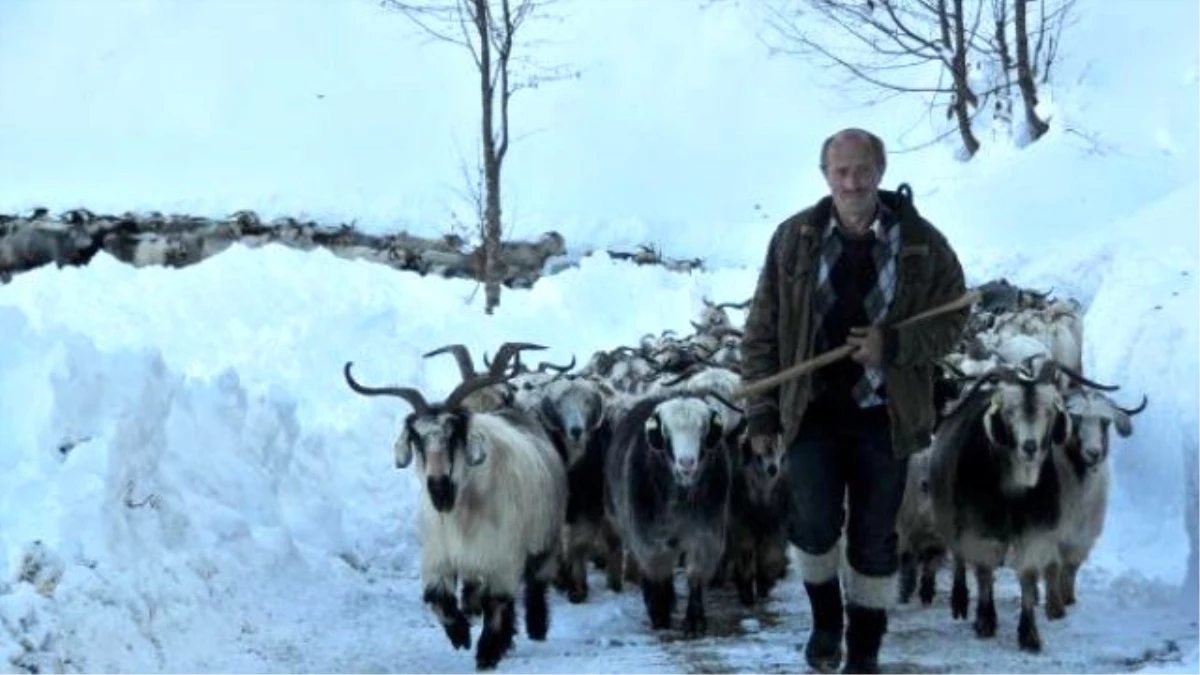 Yaylada Mahsur Kalan Çobanlar 5 Gün Sonra Kurtarıldı