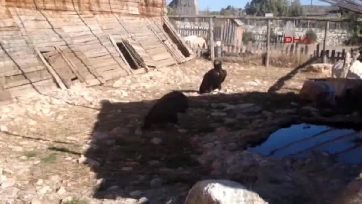 Burdur Zehirlenen Kara Akbaba Tedaviye Alındı