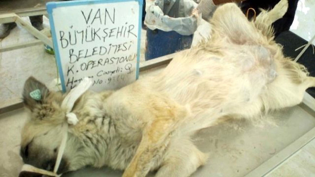 Van Büyükşehir Belediyesi 550 Köpeği Kısırlaştırdı