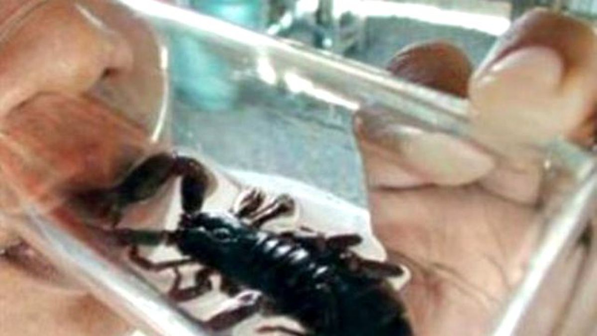 Çılgın Kadın Canlı Canlı Akrep Yedi!