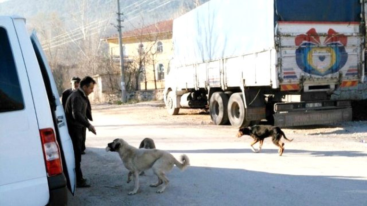 Demirciören Köyü\'nde Uyuz Paniği