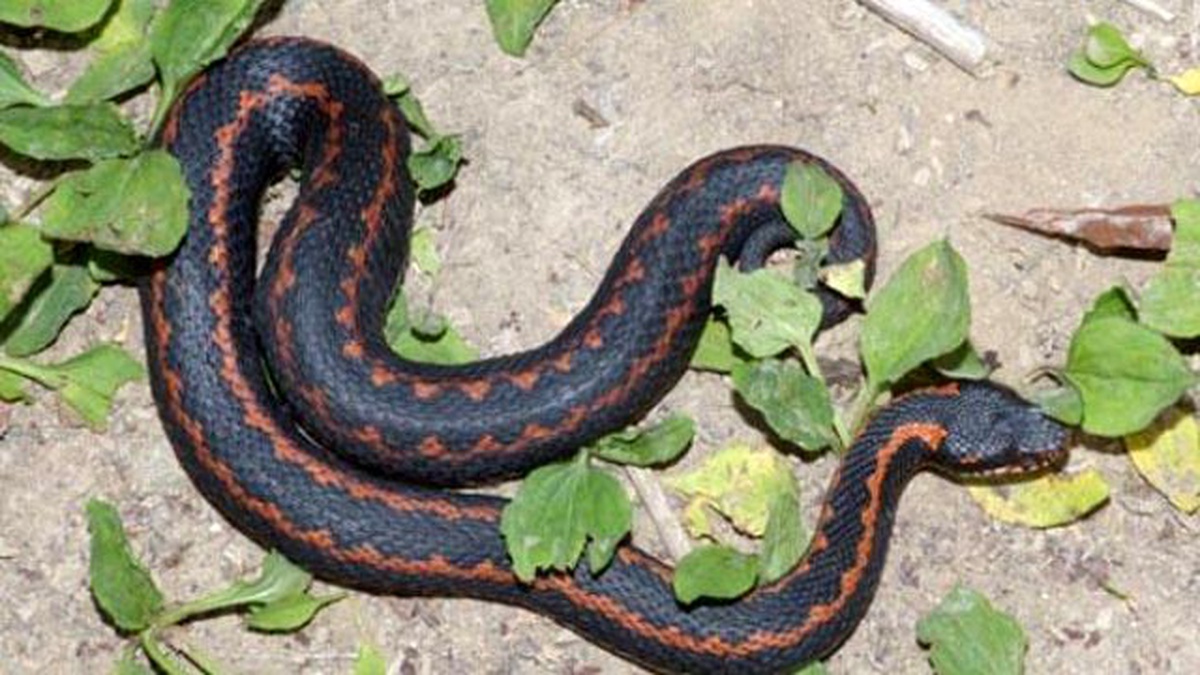 Doğu Karadeniz\'in Endemik Biyolojik Türleri 4 Ülkeye Kaçırılıyor