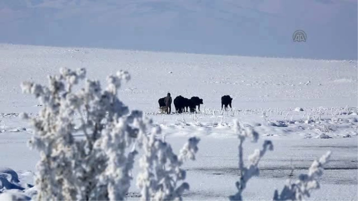 Çaldıran\'da Dondurucu Soğukta Hayvanlara Taze Ot Buluyorlar
