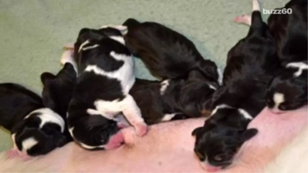 First Litter Of Puppies Born Via Ivf