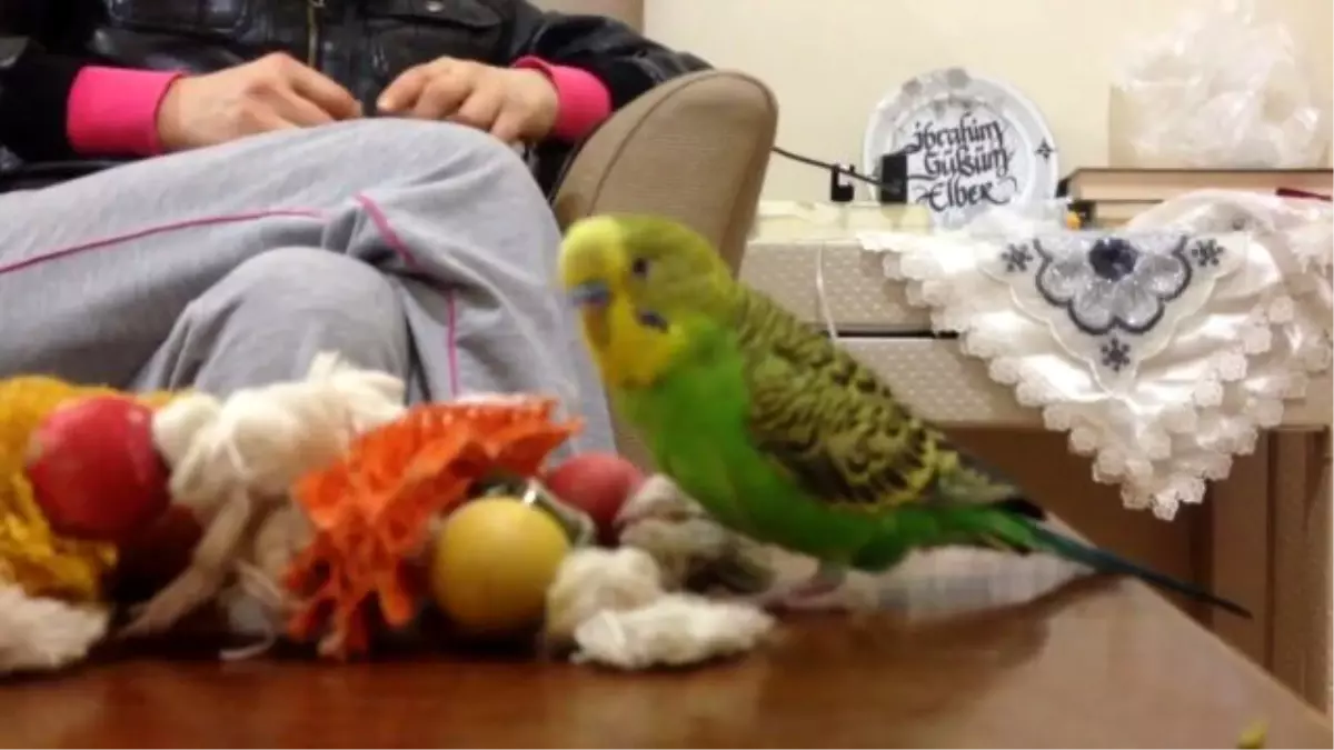 Küfür Eden Muhabbet Kuşu