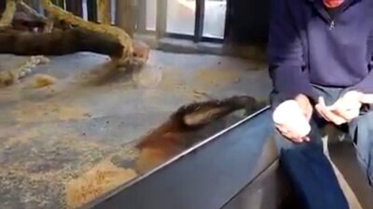 Orangutan Sihir Numarası Komik Bulur İyi Seyirler