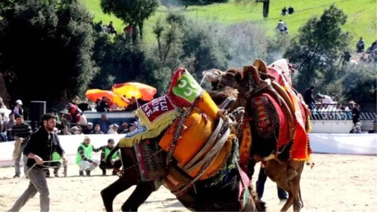 Sarıgöl Belediyesi Deve Güreşi Düzenliyor