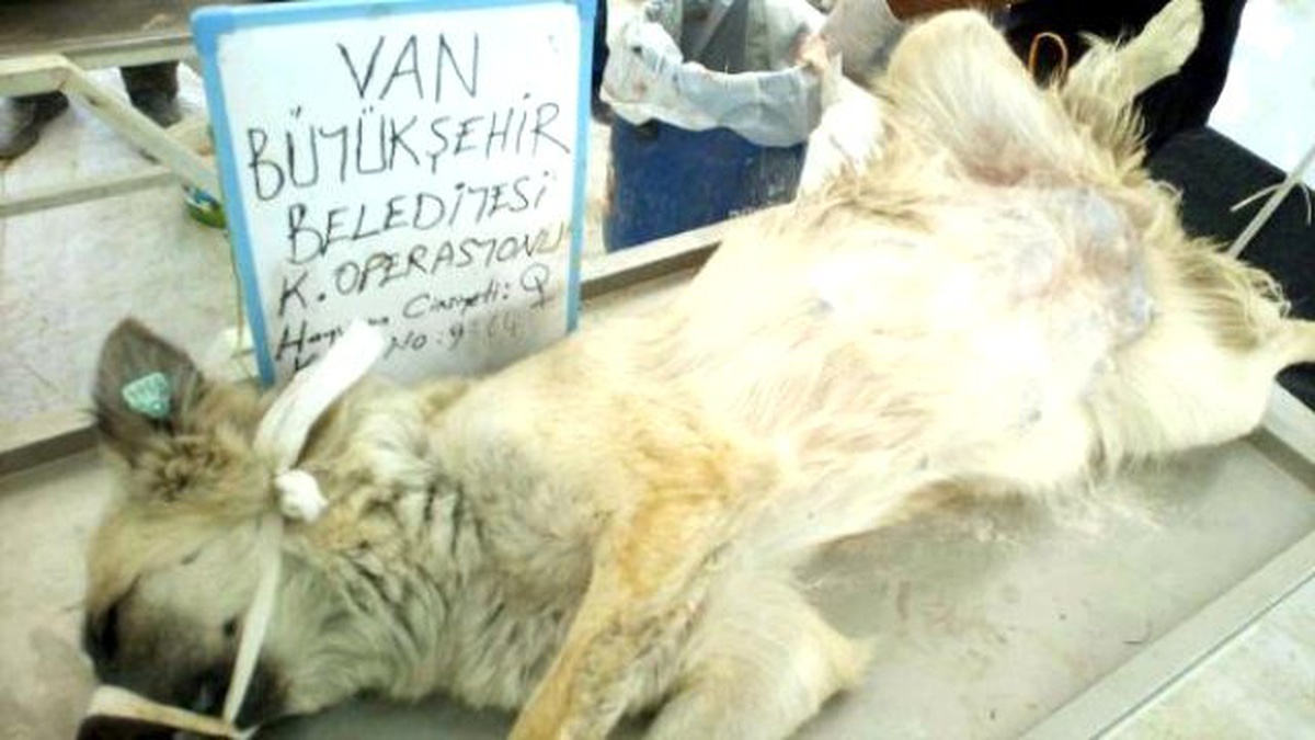 Van\'da Belediye 550 Sokak Köpeğini Kısırlaştırdı