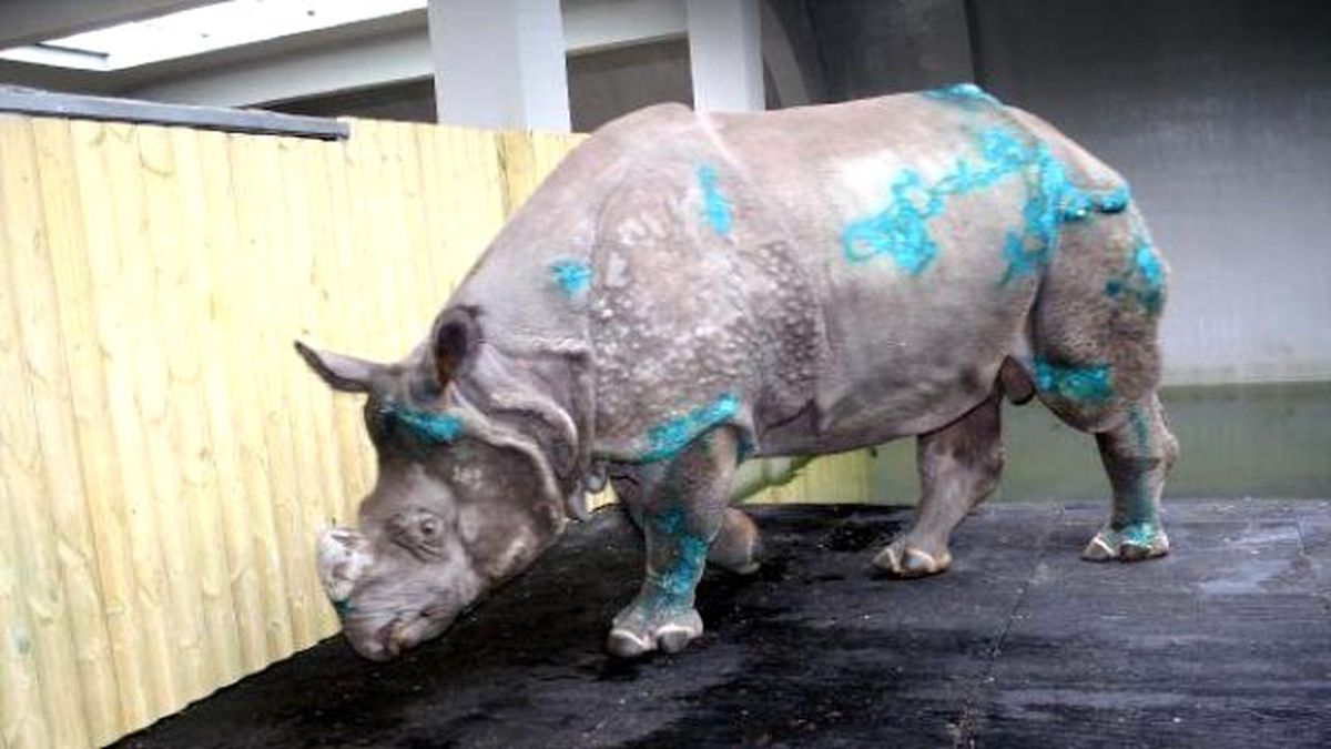 Gergedan 'Samir'in Vüdundaki Yaralar İyileşiyor