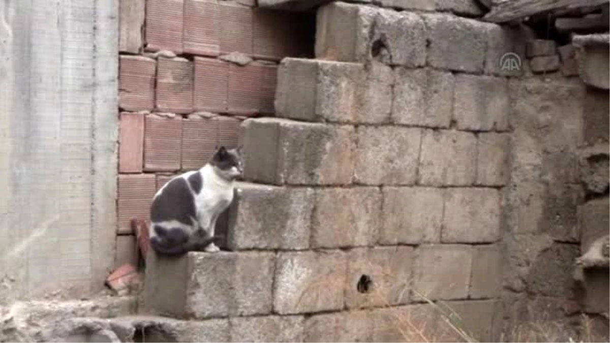Karacabey\'de Kedilerin Zehirlendiği İddiası