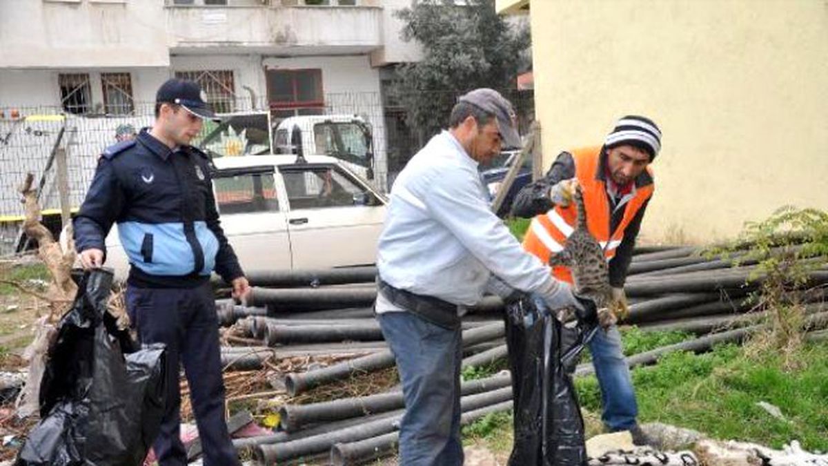 Karacabey\'de Sokak Kedilerini Zehirlediler