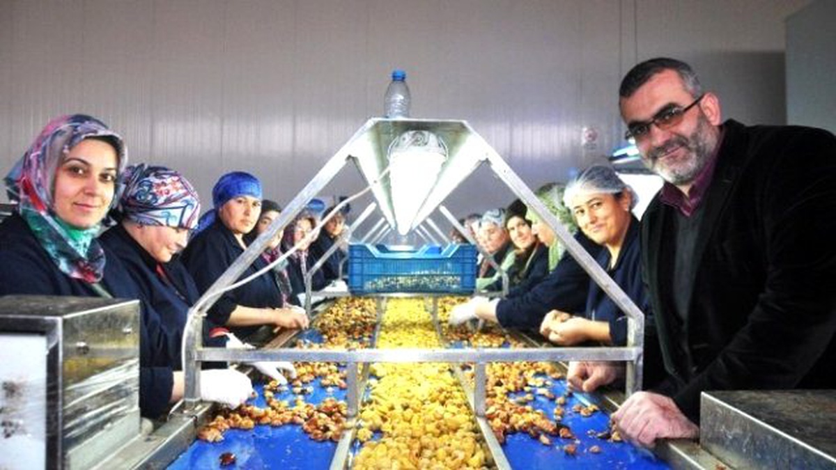 Ödemiş Kestanesinin Rekoltesi Yüksek Kalitesi Düşük