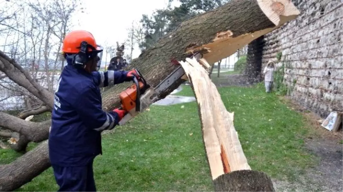 Turunçgil Teke Böceği\'nin Sardığı Ağaçlara Müdahale