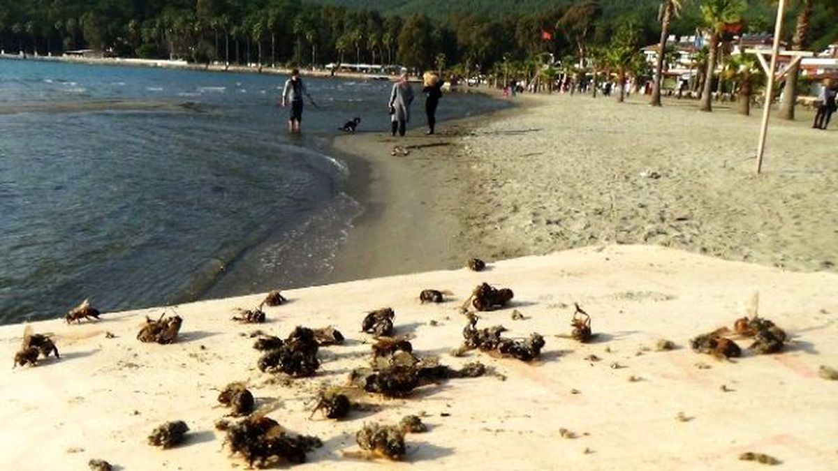 Muğla'da Binlerce Arı Sahile Vurdu