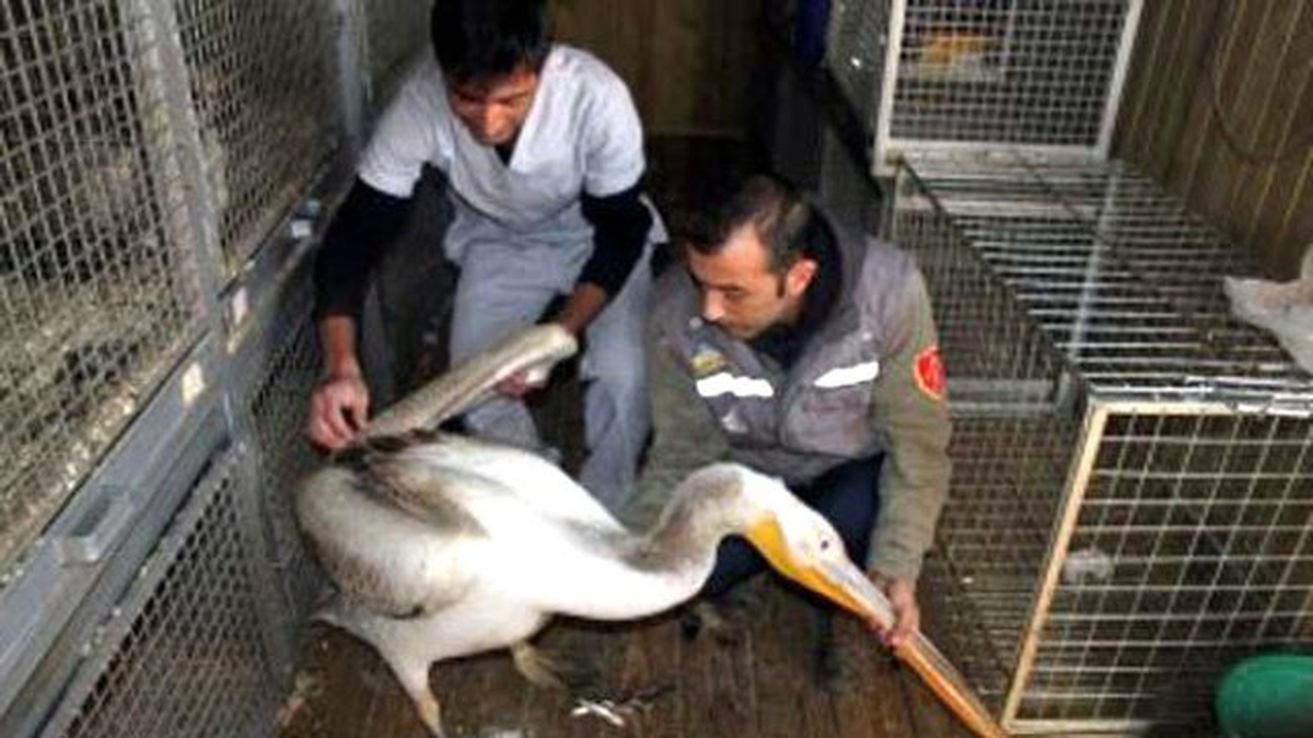 Bitkin Düşen Pelikan, Tedavi Edilip Doğaya Bırakıldı