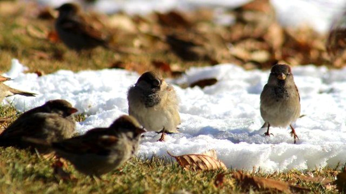 Erzurum\'da Soğuk Havalar Hayatı Olumsuz Etkiliyor