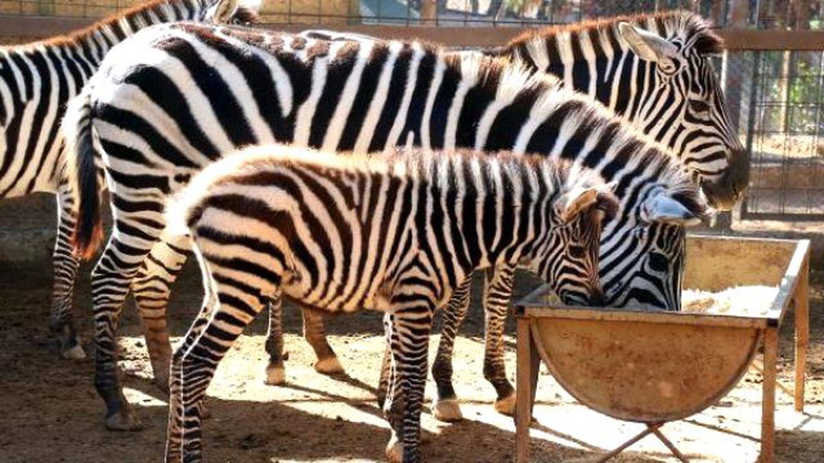Hayvanat Bahçesinin Yeni Maskotları