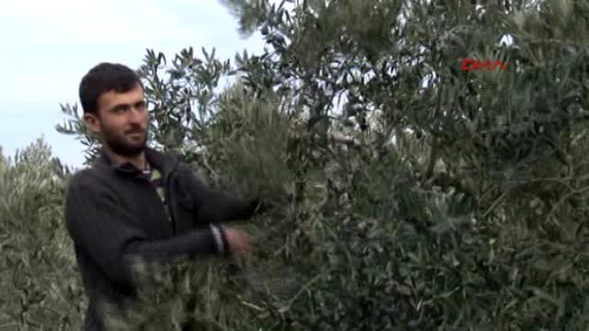İzmir Zeytinde Zamlı Fiyat Üreticiyi Bile Korkuttu