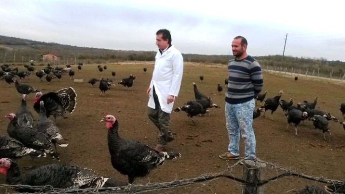 Kandıra Hindisine Büyükşehir Desteği