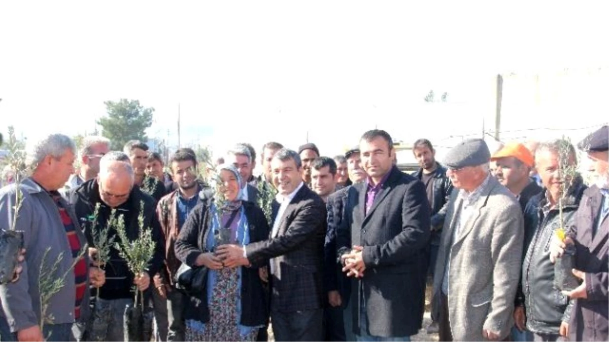 Mut Belediyesi Çiftçiye 4 Bin Zeytin Fidanı Dağıttı