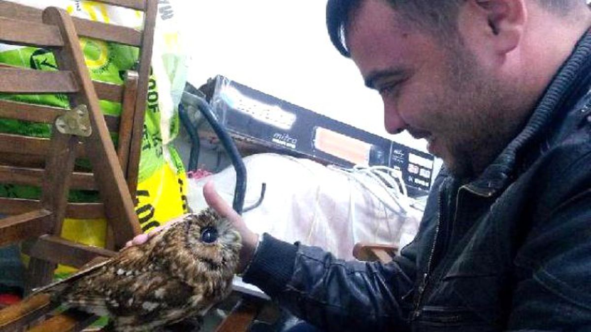 Ölmek Üzere Olan Baykuşu Kurtardı