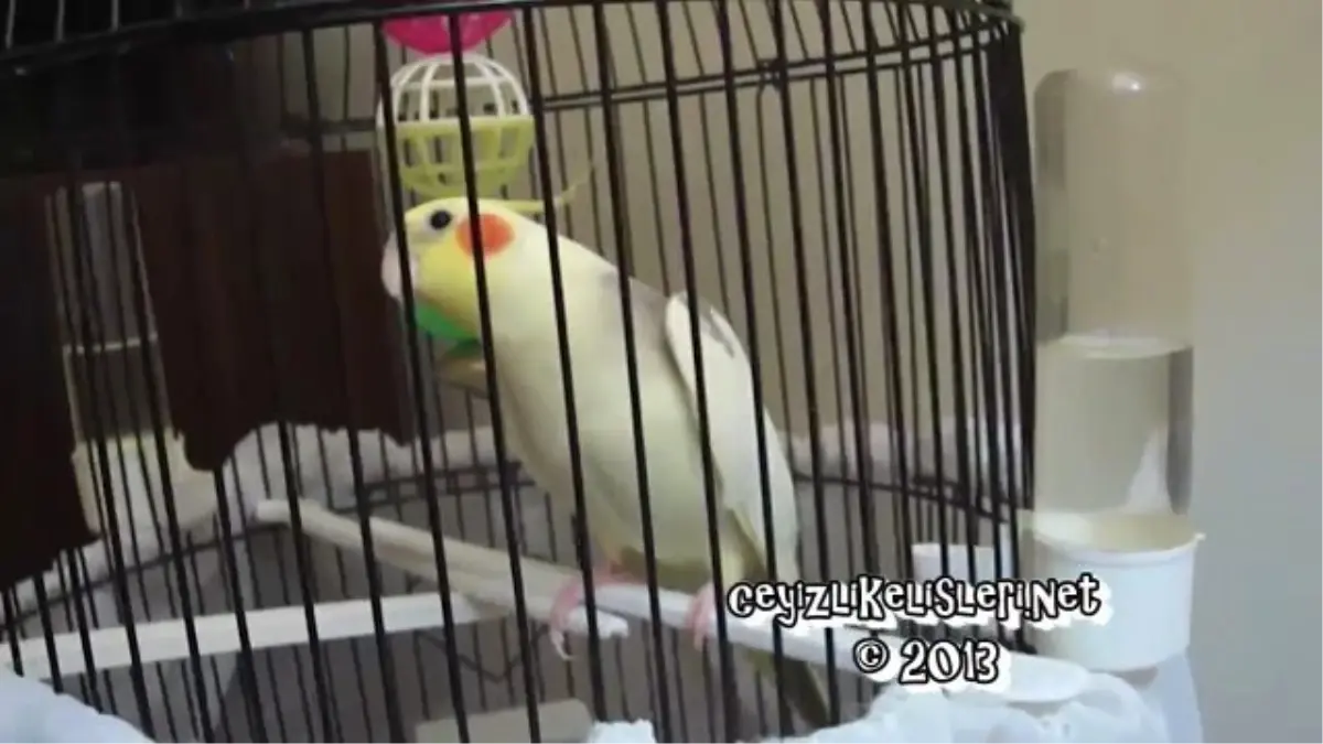 Sultan Papağanı Sesleri ve Ötüşü