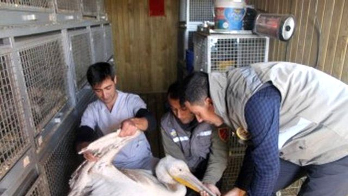 Uçamayan Yaralı Pelikan Tedavi Altına Alındı