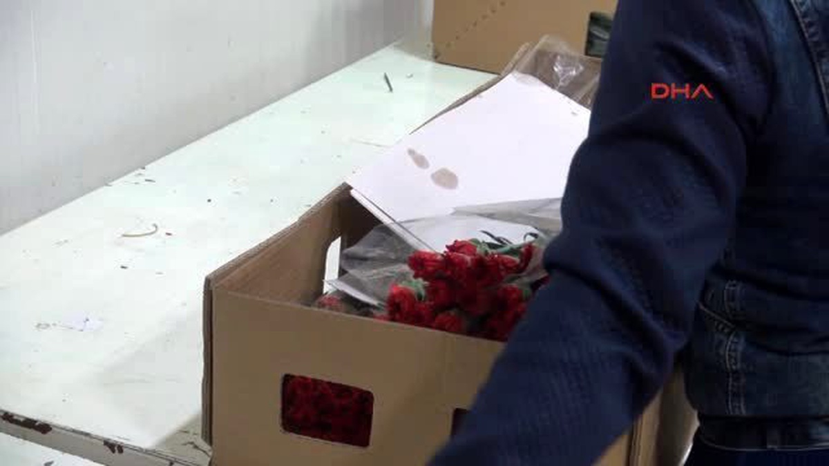 Antalya Mangallık Kozalak Avrupa\'da Noel Süsü