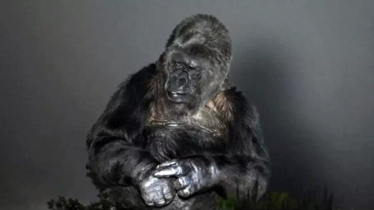 Goril Koko\'dan İklim Değişikliği Çağrısı: İnsanlar Aptal Dünyayı Kurtarın