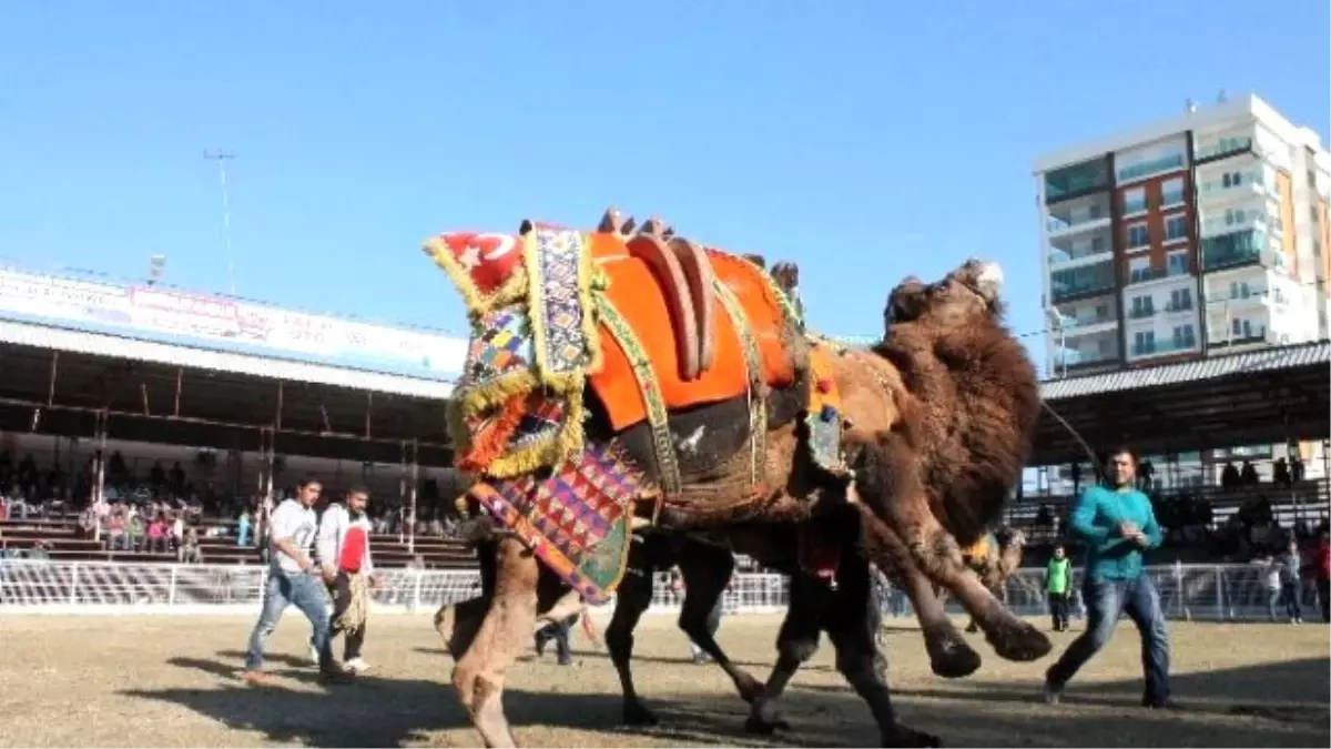 Sezonun İlk Deve Güreşi Kumluca\'da Yapıldı