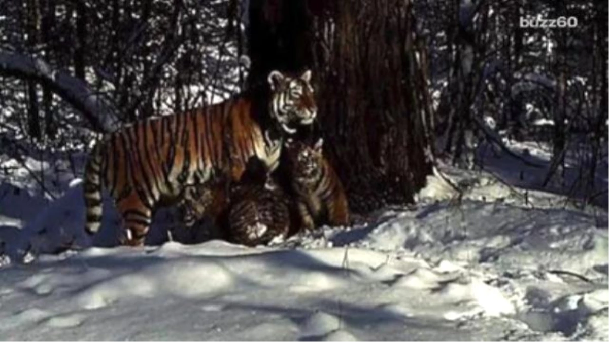 Cinderella İs The First Rescued Tiger To Have Cubs İn The Wild