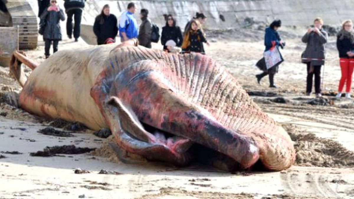 Hollanda'da 9 Metre Uzunluğunda Balina Sahile Vurdu