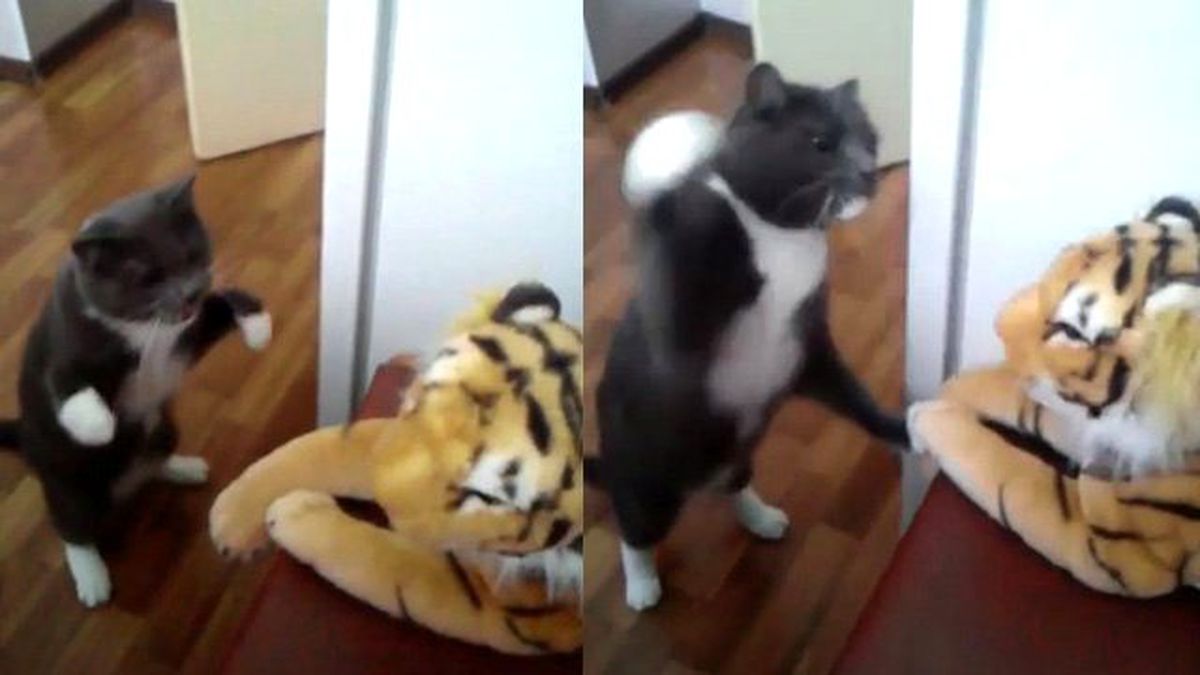 Kedi Kaplana Sağlı Sollu Daldı