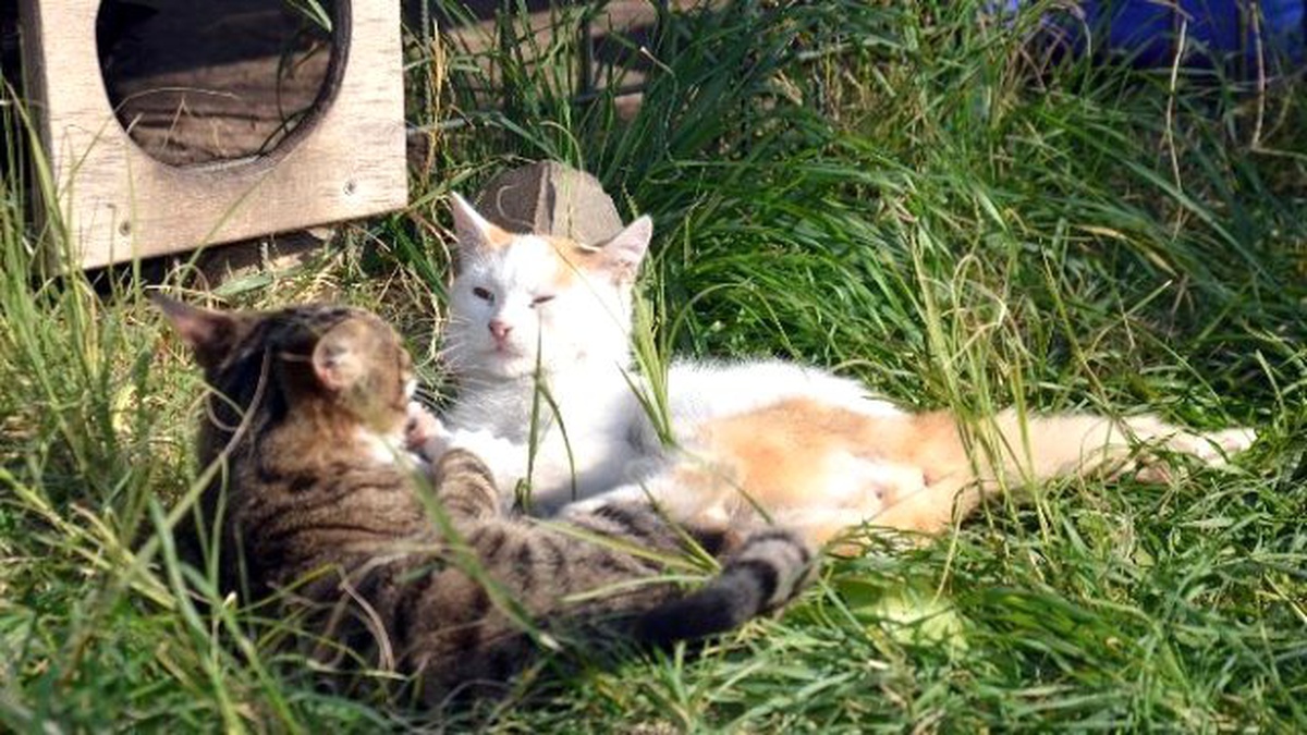 Köpekleri Yüzünden Darp Edilen Kadın Açlık Grevine Başlıyor
