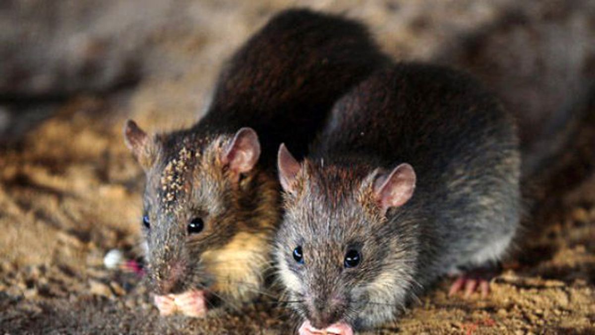 Yaşlı Kadın, Huzurevinde Fare Isırığla Öldü