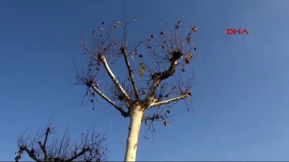 Taksim Meydanı Ağaçlanıyor