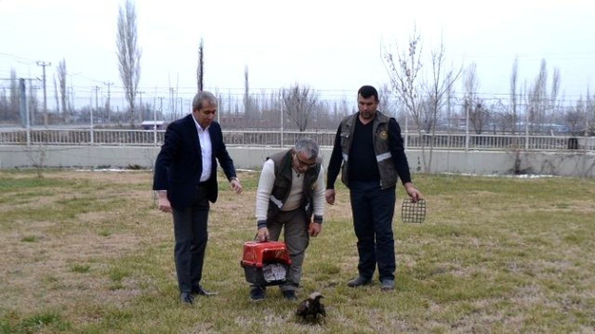Tedavisi Tamamlanan Kaya Kartalı Doğaya Bırakıldı