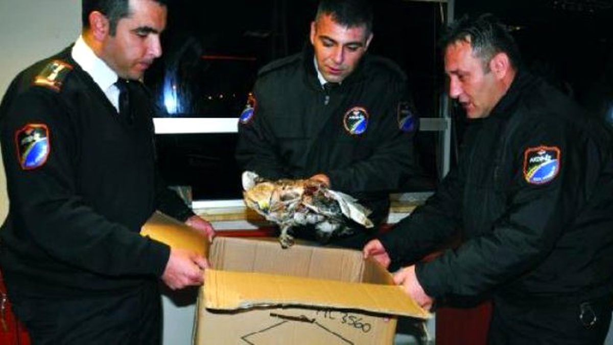 Tellere Takılıp Yaralanan Kızıl Şahin Kurtarıldı