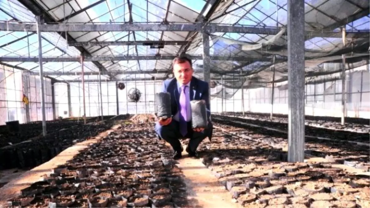 Yyü'de 21 Bin Ceviz Tohumu Dikildi