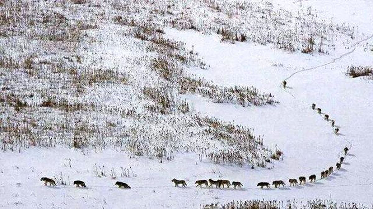 Aç Kalan Kurtlar Şehir Merkezine İndi