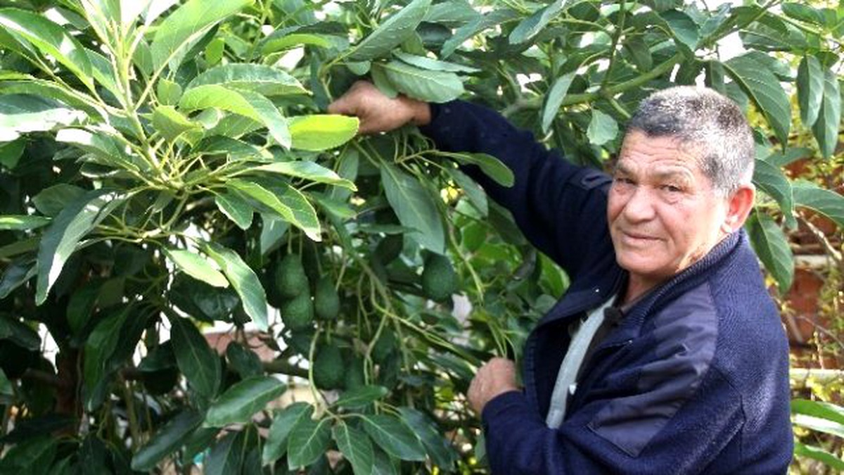 Avokado Tarla Günü Düzenlendi