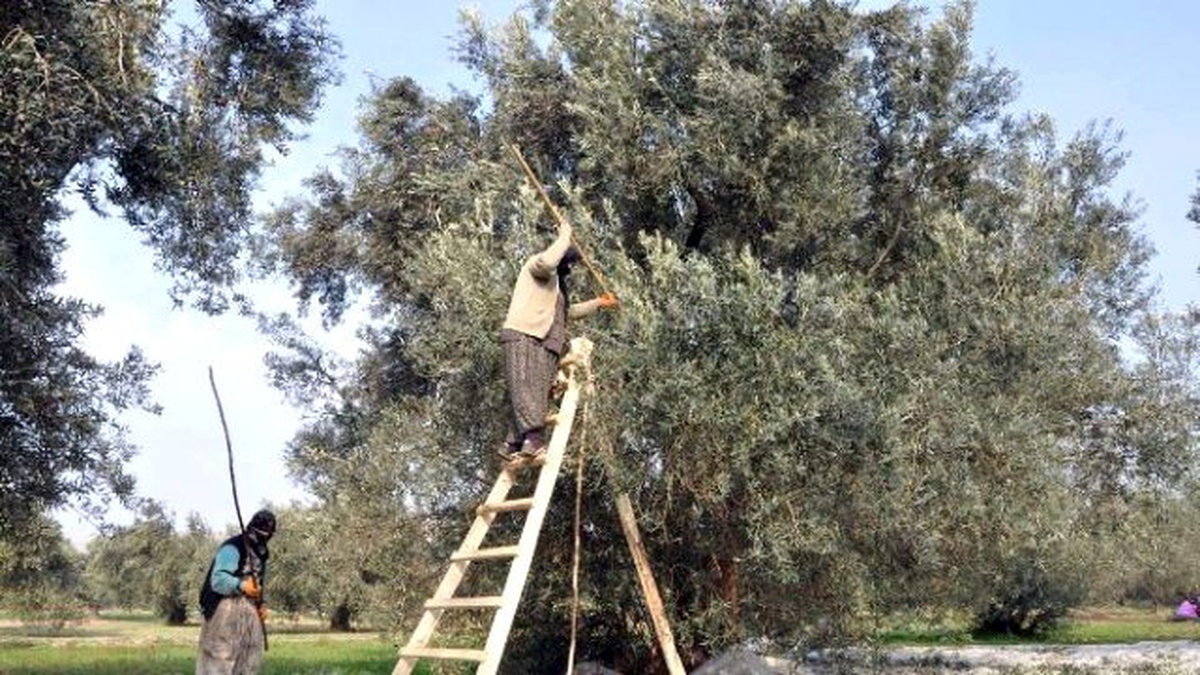 Zeytinyağında Bu Yıl Rekolte Düşük Fiyatlar Yüksek