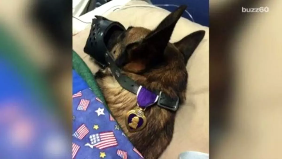 Photo Of A Military Dog Awarded The Purple Heart Goes Viral